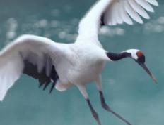 2025年祝氏婴儿取什么名字好，敦厚伶俐的祝姓宝宝名字大全