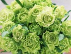 2025年12月24日农历冬月初五是领证黄道吉日吗，今日登记领证好不好